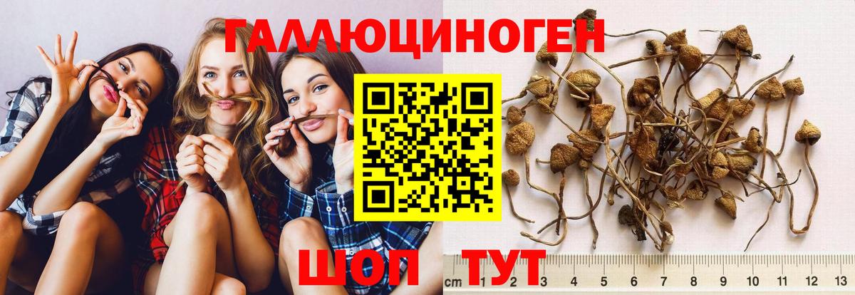 Долгопрудный  Псилоцибиновые грибы мухоморы  Вход с VPN 